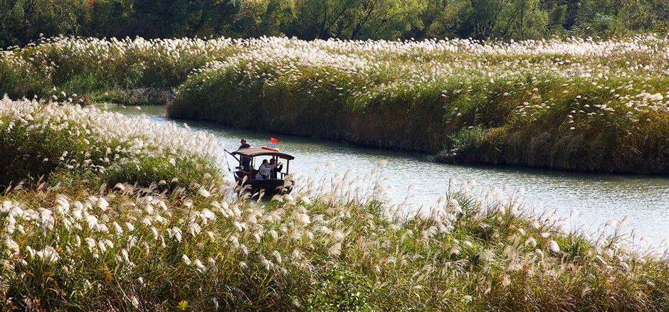 Sail through a mesmerizing sea of white-and-silver reeds