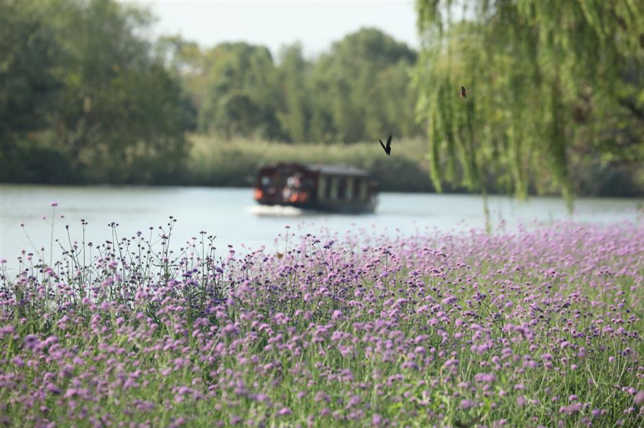 Sail through a mesmerizing sea of white-and-silver reeds