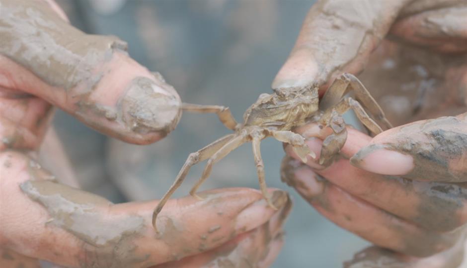 Wild Shanghai EP10: Living in the mudflat